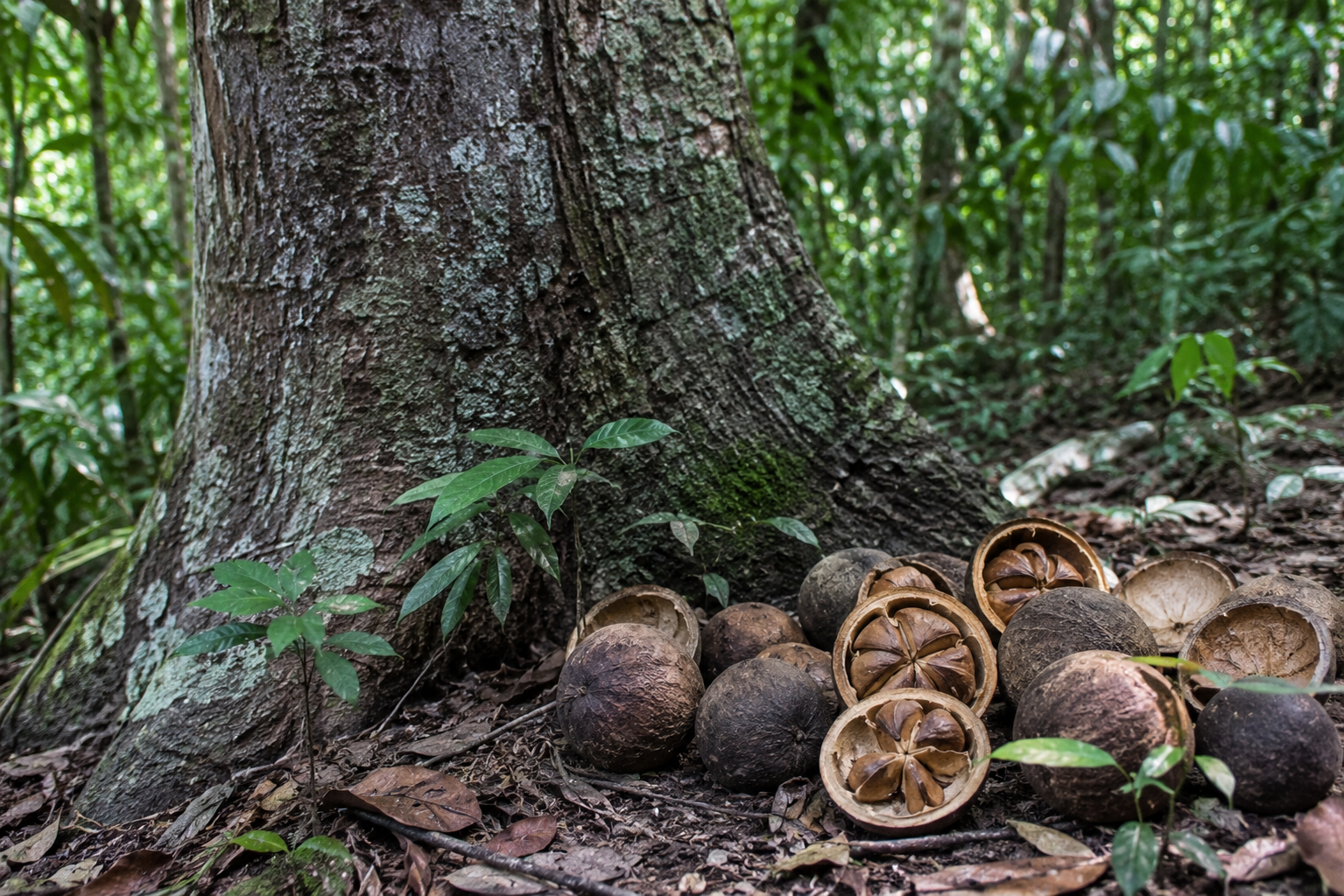 Para ořechy: Dar amazonského pralesa, který nikdy nesnese klec plantáže
